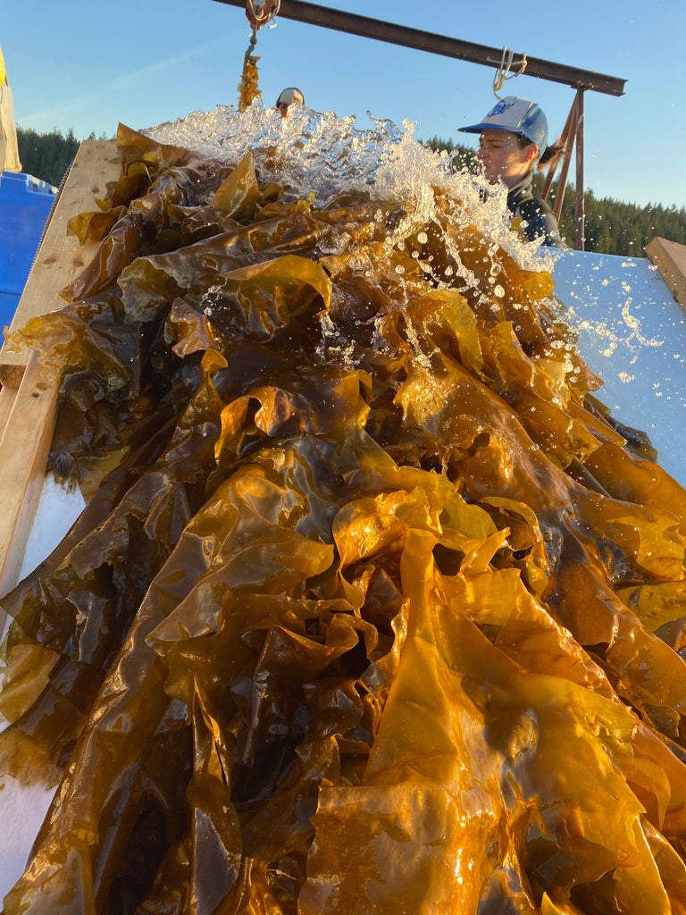 Is seaweed good for you?
