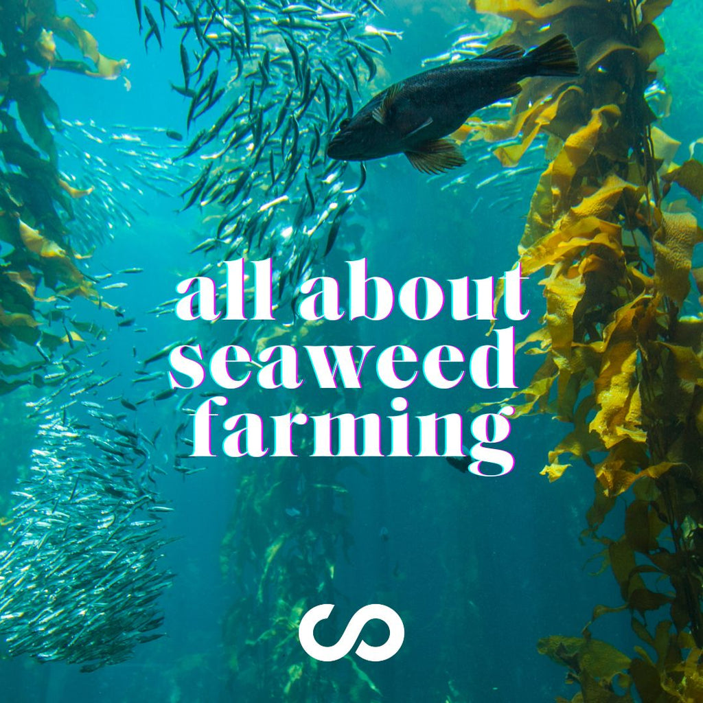 seaweed farming aquaculture