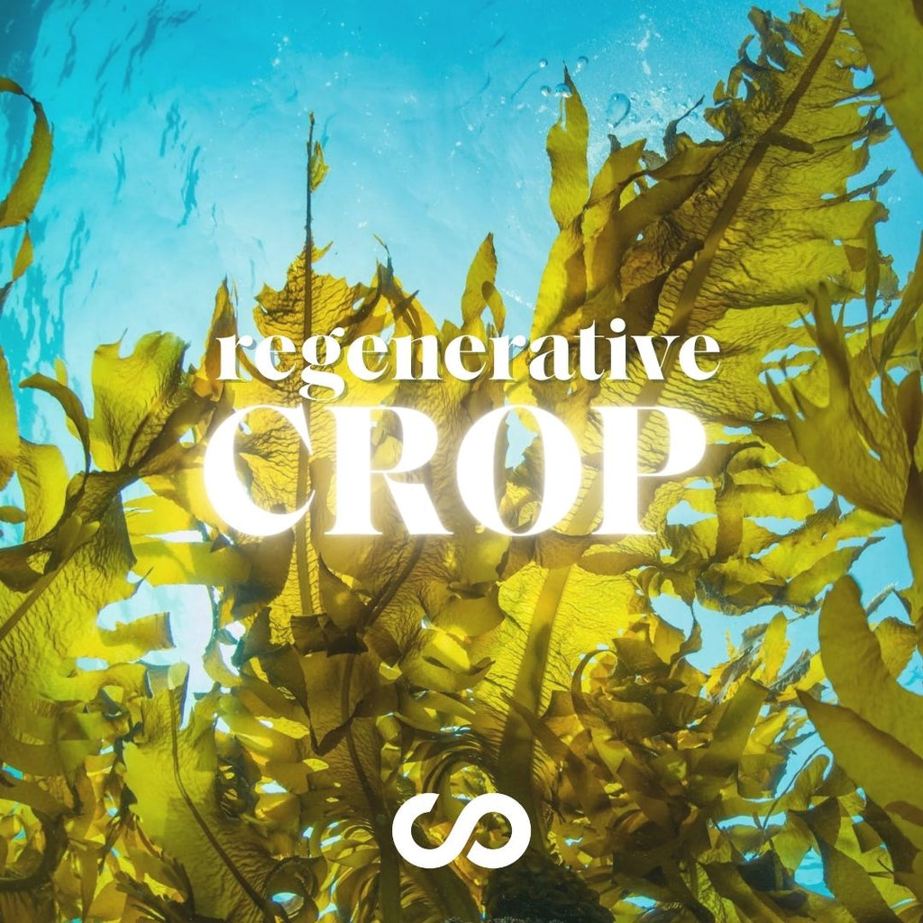 regenerative crop, seaweed farming, seaweed snacks