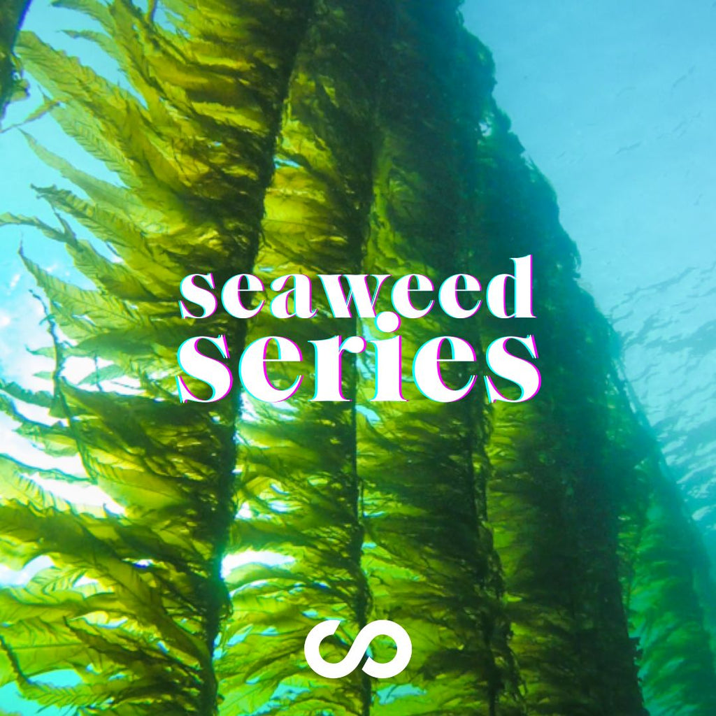 kelp forest, locally grown seaweed